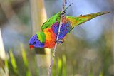 Rainbow Lorikeetborder=